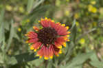 Firewheel <BR>Indian Blanket